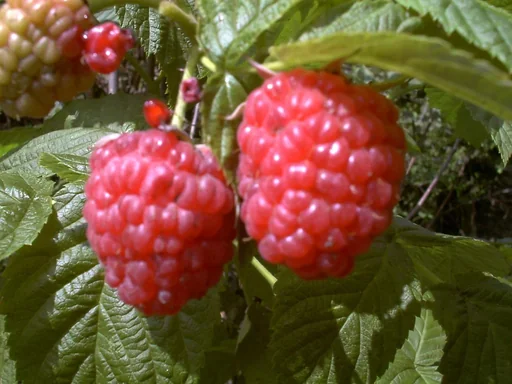 "Himbeere "Autumn Bliss", 5L-Container image"