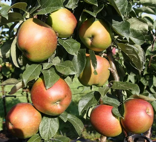 Säulenapfel 'Berbat'