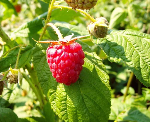 "Himbeere "Himbo-Top", 5L-Container image"