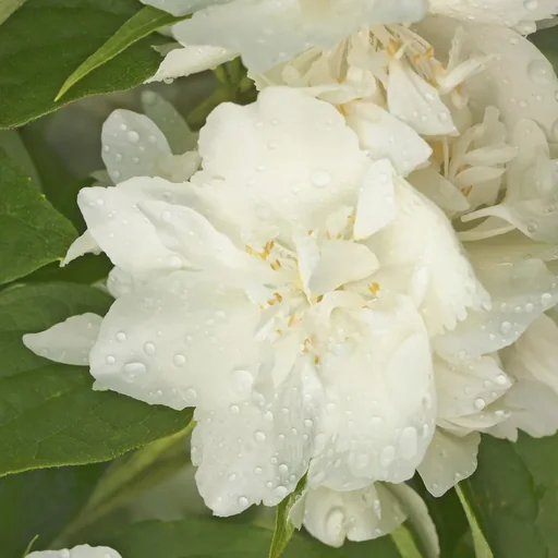 "Bauernjasmin duftend Philadelphus coronarius - 7.5 L Topf 80-100 cm image"