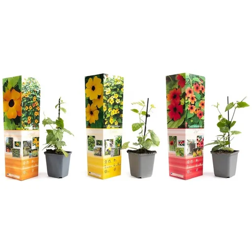 Blühendes Thunbergia-Set