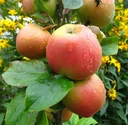 Apfel "Goldparmäne" Busch, im 10L-Container