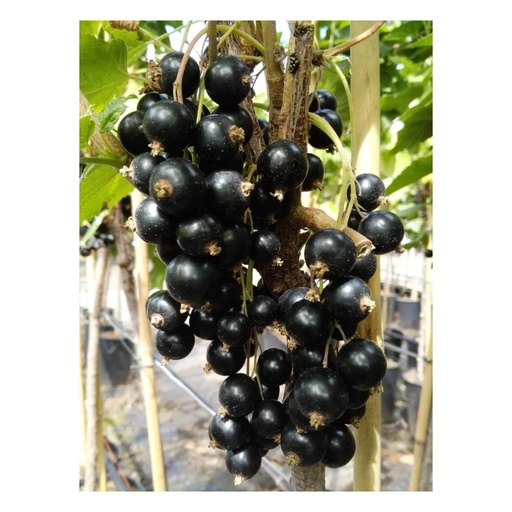 "Johannisbeere schwarz "Titania" Busch, im 3,5L-Container image"