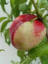 Aprikose "Early Orange", 10L-Container, frühreifend, gut steinlösend gesund im Wuchs, ausreichend frosthart