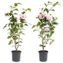 Aufblühende Kamelie XL Strauch 'Japanische Rose' - 2 Stück