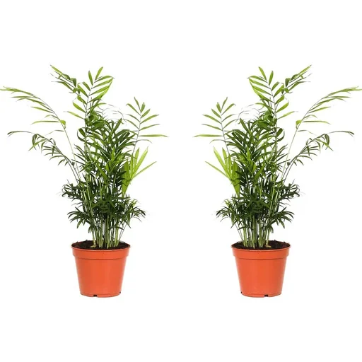 Aufblühende mexikanische Bergpalme