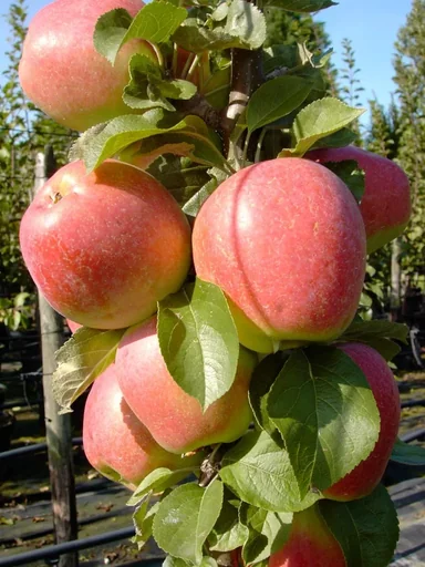 "Säulenapfel "Golden Gate", 7,5L-Container, saftig, fein süßsäuerlich image"