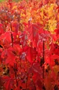 Feuerahorn "Acer ginnala" - 12 L, 100 cm