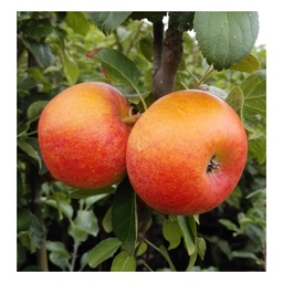 Apfel 'Alkmene' (Malus domestica) – winterhartes Obstgehölz, als Busch, im 10-L-