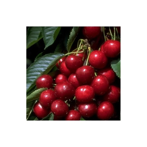 "Zwergsüßkirsche "Sunburst" Busch, im 10L-Container, sehr hoher Saftgehalt, süß image"
