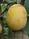 Mirabelle "Bellamira" Busch, im 10L-Container, saftig gut steinlösend
