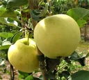 Apfel "Weißer Klarapfel" Spindelbusch, im 5L-Conatiner