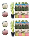 Flower-up Set aus 8 Pampasgras-Pflanzen 30-40 cm