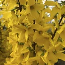 Forsythie Week-End- Forsythia intermedia - 7.5 L Topf 80-100 cm