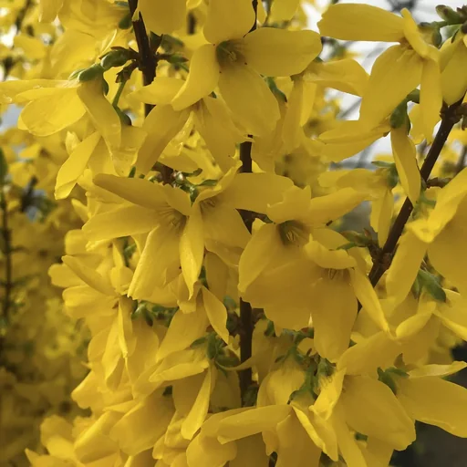 "Forsythie Week-End- Forsythia intermedia - 7.5 L Topf 80-100 cm image"