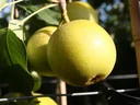Nashibirne "Nijiseiki" Busch, im 10L-Container, festes, saftiges Fruchtfleich mit süßsäuerlichem Geschmack