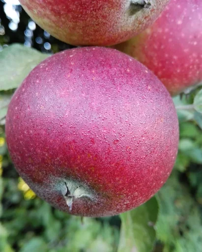 "Apfel "Ingrid Marie" Halbstamm, im 10L-Container image"