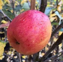 Apfel "Rebella" Busch, im 10L-Container