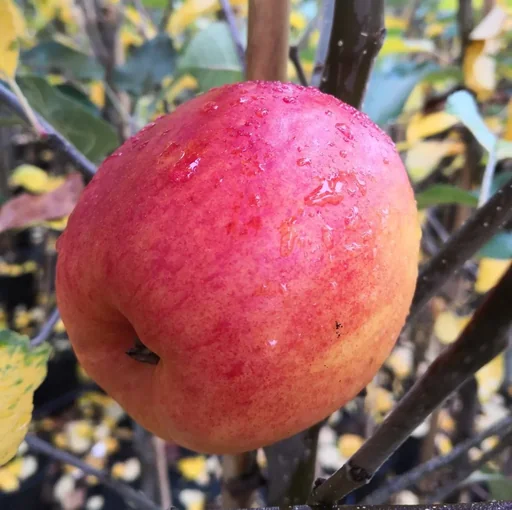 "Apfel "Rebella" Busch, im 10L-Container image"