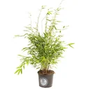 Flower-up Bamboo "Nicht verrottend" XL - Fargesia - 70-90 cm - 1 Stück