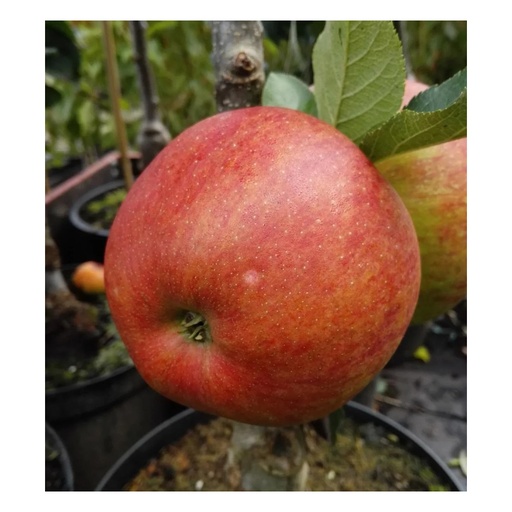 "Säulenapfel "Rondo", 7,5L-Container, fest, knackig und sehr saftig, säuerlich-süßer Geschmack image"