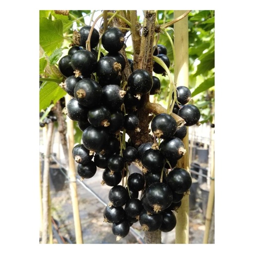 "Säulenjohannisbeere schwarz "Titania" Säule, im 3,5L-Container image"