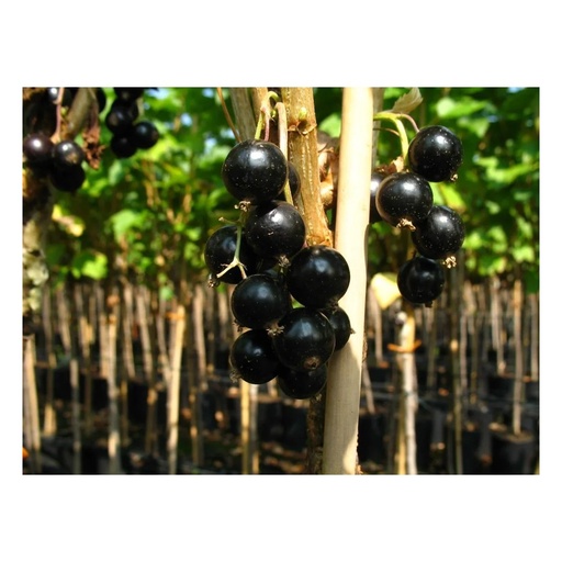 "Johannisbeere schwarz "Bona" Busch, im 3,5L-Container image"