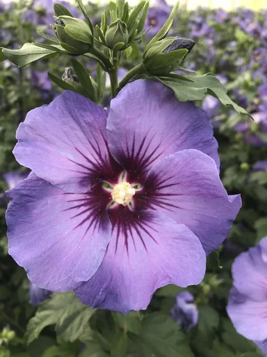 "Garteneibisch Marina - Hibiscus syriacus - 12 L Topf 80-100 cm image"
