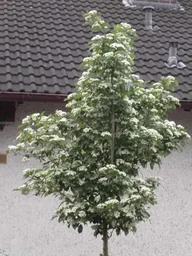 Apfeldorn Carrierei - Crataegus lavallei - 7 L Topf 80-100 cm
