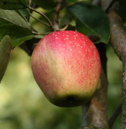 "Apfel "Finkenwerder Herbstprinz" Spindelbusch, im 5L-Container image"