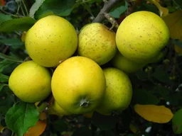 Apfel 