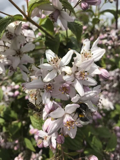"Deutzie Mont Rose - Deutzia hybrida - 12 L Topf 80-100 cm image"