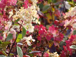 Rispenhortensie 