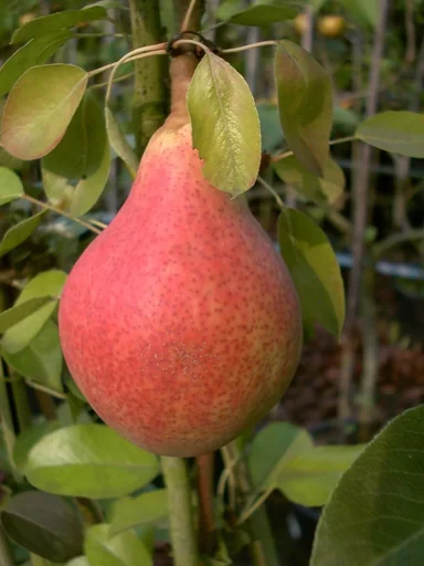"Birne "Clapps Liebling" Busch, im 10L-Container, saftiges, schmelzendes Fruchtfleisch, süßer Geschmack image"