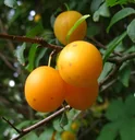 Mirabelle "Mirabelle v. Pillnitz" Busch, im 10L-Container, süß und aromatisch