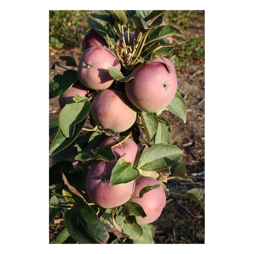 "Säulenapfel "McIntosh", 7,5L-Container, mittelgroße, saftige Früchte mit schönem Aroma image"