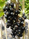 Johannisbeere schwarz "Titania" Hochstamm, im 4L-Container