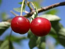Zwergsauerkirsche "Achat" Busch, im 3,5L-Container, süßsauer, fruchtig