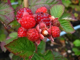Brombeere 