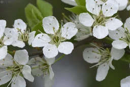 SchleheSchwarzdorn Prunus spinosa - 7.5 L Topf 60-80 cm