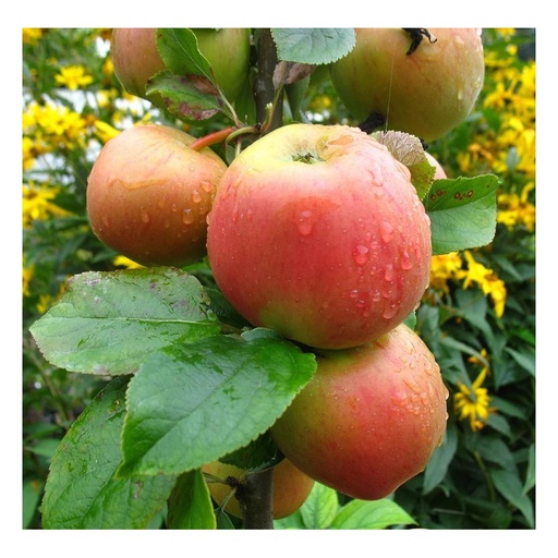 "Apfel "Goldparmäne" Halbstamm, im 10L-Container image"