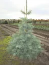 Colorado-Tanne Grautanne Abies concolor - Solitär mit Ballen 125 -150 cm