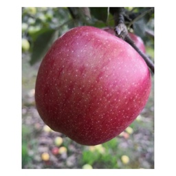Apfel 'Braeburn' (Malus domestica) – winterhartes Obstgehölz, als Busch, im 10-L