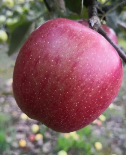 "Apfel "Braeburn" Busch, im 10L-Container image"
