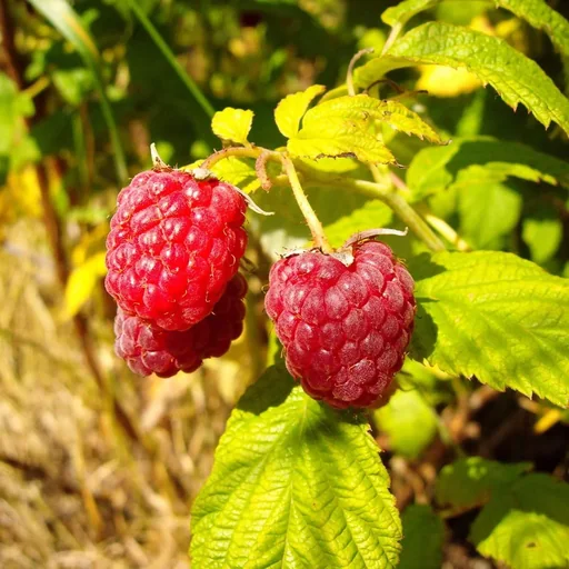 "Himbeere "Meeker", 3,5L-Container image"