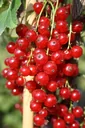 Säulenjohannisbeere rot "Jonkheer v. Tets" Säule, im 3,5L-Container