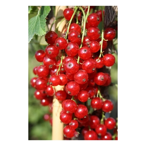 "Säulenjohannisbeere rot "Jonkheer v. Tets" Säule, im 3,5L-Container image"