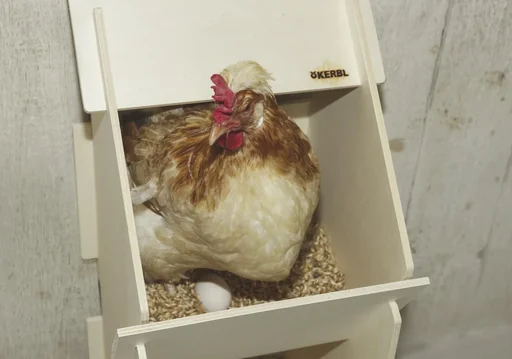 "Legenest aus Holz für Hühner image"