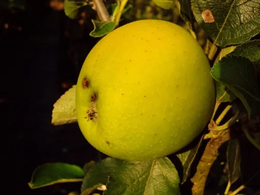 Säulenapfel Goldspur